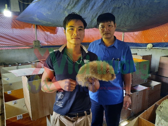 Chàng trai 9X treo bằng sư phạm về nuôi Dúi đem lại hiệu quả kinh tế cao